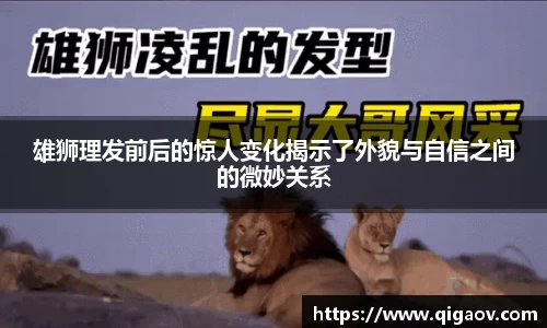 雄狮理发前后的惊人变化揭示了外貌与自信之间的微妙关系